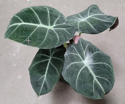 4" Alocasia Black Velvet